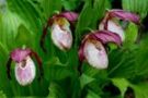 Cypripedium Philipp